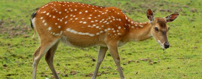 vietnamese-sika-deer-animals-safaripark
